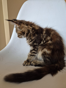 Mainecoon female f22 (2 foto / 7)
