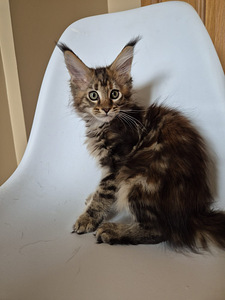 Mainecoon female f22 (3 foto / 7)