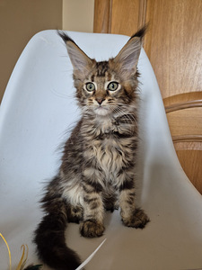 Mainecoon female f22 (4 foto / 7)
