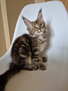 Mainecoon female f22 (5 foto / 7)