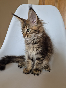 Mainecoon female f22 (6 foto / 7)