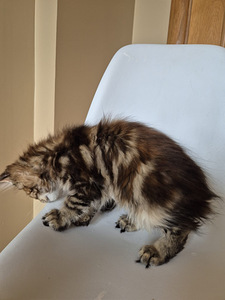 Mainecoon female f22 (7 foto / 7)