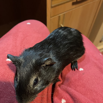 Merisiga