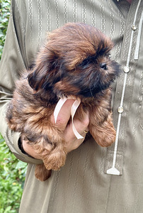 Shih Tzu kutsikad (2 foto / 10)