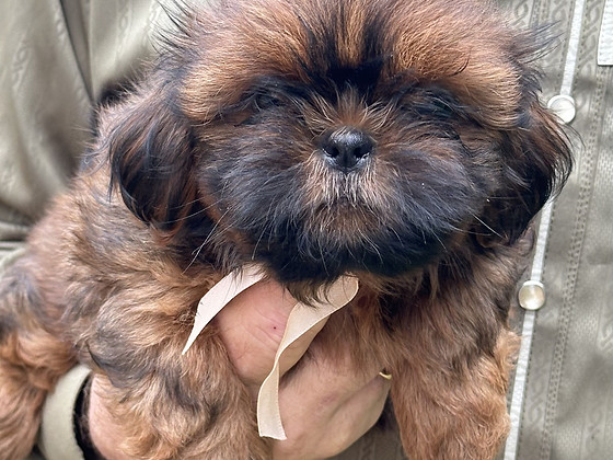 Щенки Ши- Тцу, Shih Tzu kutsikad