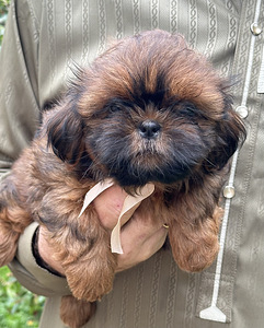Shih Tzu kutsikad (1 foto / 10)