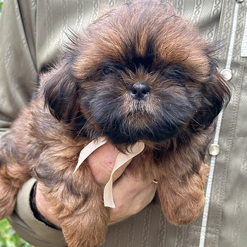 Shih Tzu kutsikad