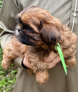 Shih Tzu kutsikad (4 foto / 10)
