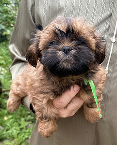 Shih Tzu kutsikad (3 foto / 10)