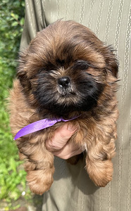 Shih Tzu kutsikad (5 foto / 10)