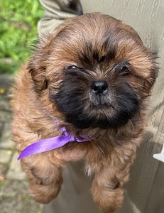 Shih Tzu kutsikad (6 foto / 10)