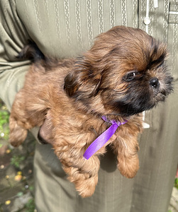 Shih Tzu kutsikad (7 foto / 10)