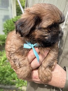 Shih Tzu kutsikad (8 foto / 10)