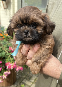 Shih Tzu kutsikad (9 foto / 10)