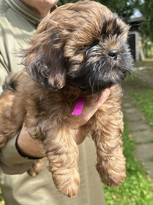 Shih Tzu kutsikad (10 foto / 10)