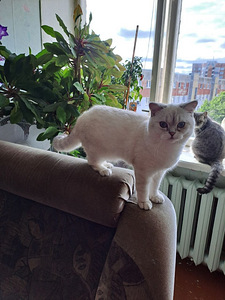 Продаётся котёнок породы Scottish Straight (3 фото из 3)
