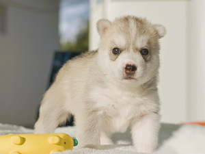 Siberi husky (1 foto / 3)