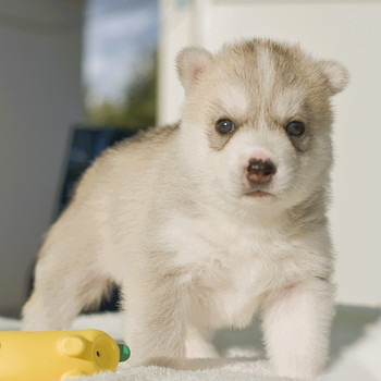 Siberi husky