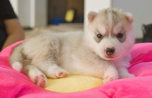 Siberi husky (3 foto / 3)
