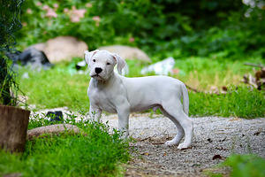 Dogo argentino kutsikas (1 foto / 10)