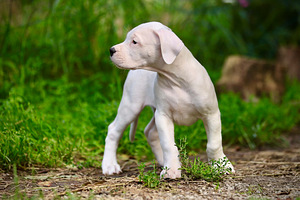 Dogo argentino kutsikas (2 foto / 10)