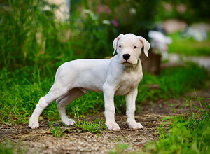 Dogo argentino kutsikas (3 foto / 10)