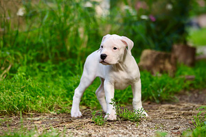 Dogo argentino kutsikas (4 foto / 10)
