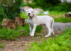 Dogo argentino kutsikas (5 foto / 10)