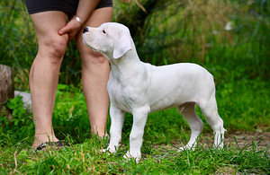Dogo argentino kutsikas (6 foto / 10)