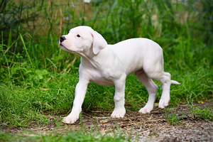 Dogo argentino kutsikas (7 foto / 10)