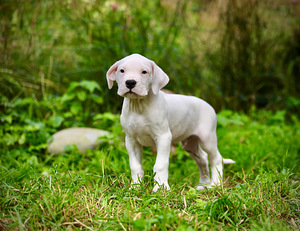 Dogo argentino kutsikas (8 foto / 10)