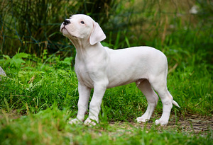 Dogo argentino kutsikas (9 foto / 10)