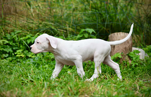 Dogo argentino kutsikas (10 foto / 10)