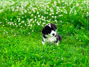 Welsh Corgi Cardigani emased kutsikad (2 foto / 2)