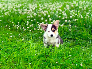 Welsh Corgi Cardigani emased kutsikad (1 foto / 2)