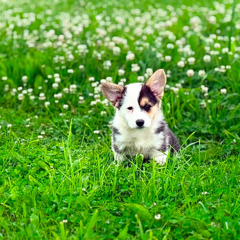 Welsh Corgi Cardigani emased kutsikad