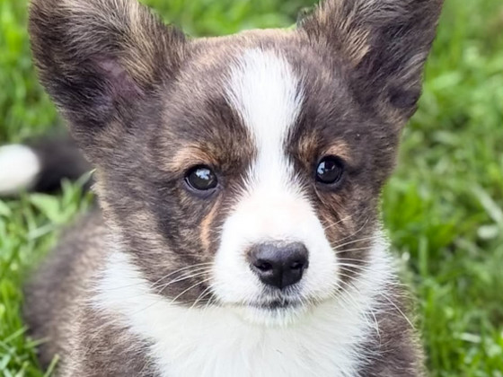 Welsh Corgi Cardigani kutsikad 3 isast ja 1 emane