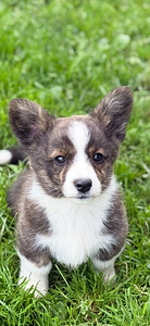 Welsh Corgi Cardigani kutsikad 3 isast ja 1 emane (1 foto / 8)