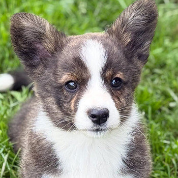 Welsh Corgi Cardigani kutsikad 3 isast ja 1 emane