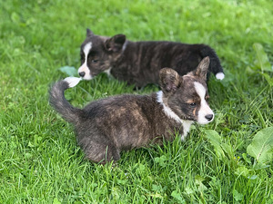 Welsh Corgi Cardigani kutsikad 3 isast ja 1 emane (5 foto / 8)