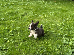 Welsh Corgi Cardigani kutsikad 3 isast ja 1 emane (3 foto / 8)
