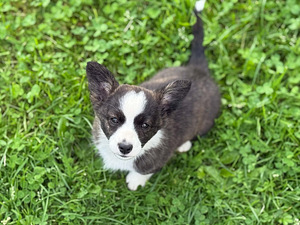 Welsh Corgi Cardigani kutsikad 3 isast ja 1 emane (2 foto / 8)