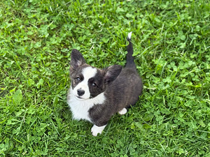 Welsh Corgi Cardigani kutsikad 3 isast ja 1 emane (4 foto / 8)