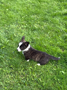 Welsh Corgi Cardigani kutsikad 3 isast ja 1 emane (6 foto / 8)