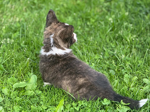 Welsh Corgi Cardigani kutsikad 3 isast ja 1 emane (7 foto / 8)