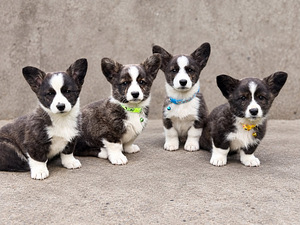 Welsh Corgi Cardigani kutsikad 3 isast ja 1 emane (8 foto / 8)