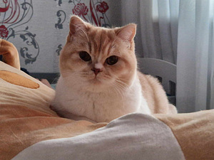 Продаётся ласковая домашняя кошка (2 фото из 3)