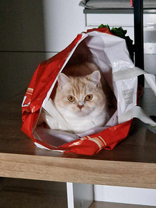 Продаётся ласковая домашняя кошка (3 фото из 3)