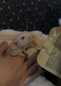 Annan rotid ära (2 foto / 2)
