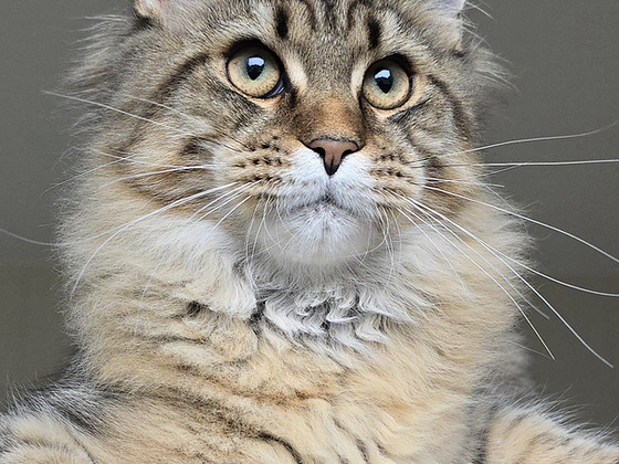 Котёнок мейн кун